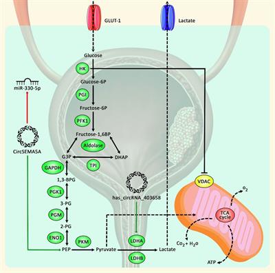 The Role of Circular RNAs in the Carcinogenesis of Bladder Cancer